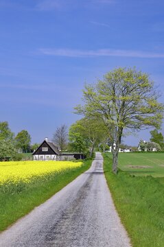 Narrow path in spring landscape, flowering rape, spring, Falster, Denmark