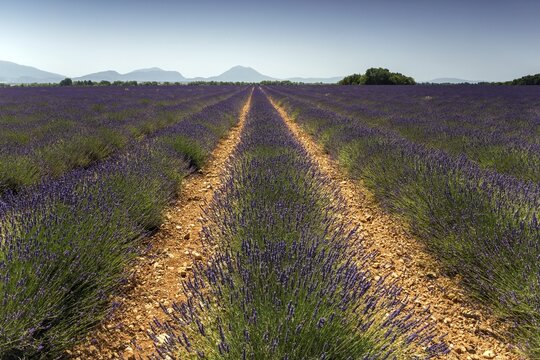 Lavender field, flowering true lavender (Lavandula angustifolia), near Valensole, Provence, Provence-Alpes-Cote d Azur, South of France, France