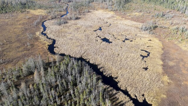Wetland. nesting area for the sandhill crane. Region of La Mauricie. Province of Quebec. Canada