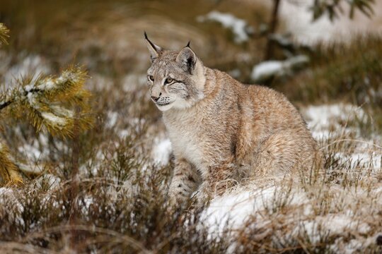 Eurasian lynx (Lynx lynx), winter, Czech Republic