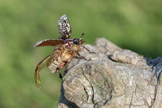 Leaf horn beetle, pine chafer, polyphylla fullo, scarabaeidae, Turkish May beetle, walker, beetle, coleoptera, flying, flight, insects, beetles