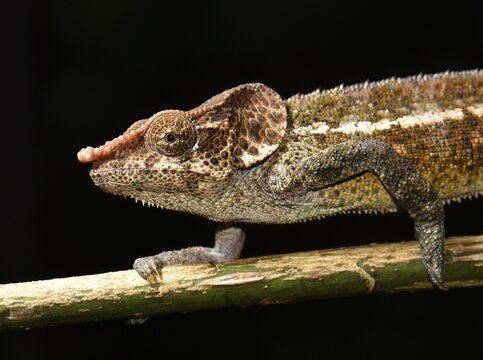 Shorthorn chameleon (Calumma crypticum), male on branch, rainforests, Ranomafana National Park, Madagascar