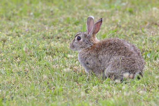 Wild rabbit (Oryctolagus cuniculus), sitting in a meadow, adult, alert, wildlife, animals, rodent, Podersdorf, Lake Neusiedl-Seewinkel National Park, Burgenland, Austria