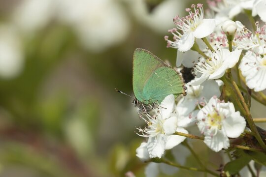 Green hairstreak butterfly (Callophrys rubi) adult insect feeding on Hawthorn white flowers or blossom in spring, RSPB Minsmere nature reserve, Suffolk, England, United Kingdom