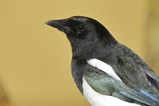 European magpie (Pica pica), animal portrait, North Rhine-Westphalia, Germany