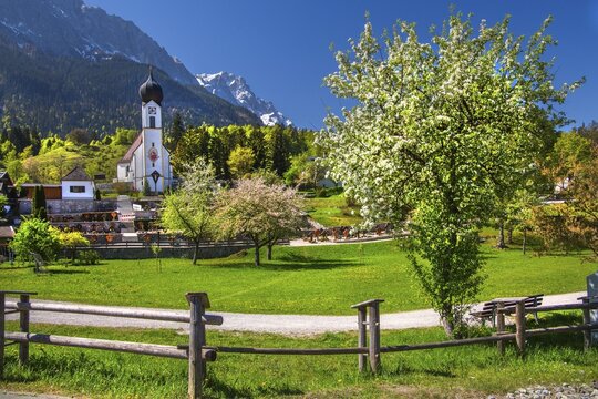 Parish church in Obergrainau with blooming trees and the Zugspitze 2962m in spring, Grainau, Werdenfelser Land, Upper Bavaria, Bavaria, Germany