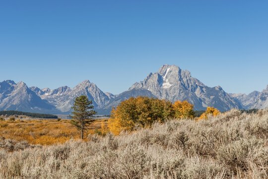 Autumn landscape, yellow coloured Common aspens (Populus tremula) and bushes in front of mountain landscape, Willow Flats Overlook, Teton Range mountain range, Grand Teton National Park, Wyoming, USA