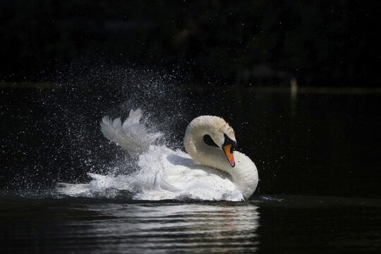 Bathing Mute Swan (Cygnus olor), Northern Hesse, Hesse, Germany