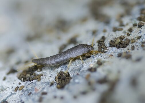 Lepisma saccharinum, silverfish, sugar guest, insects, silverfish