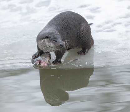 Otter (Lutra lutra) with prey fish at a partly frozen pond, snow, Germany