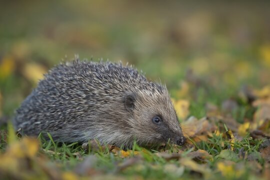 European hedgehog (Erinaceus europaeus) adult walking on fallen Autumn leaves, Suffolk, England, United Kingdom