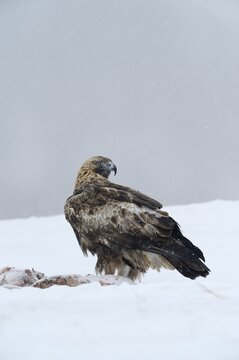 Golden Eagle (Aquila chrysaetos), at a bait site with prey, Sinite Kamani Nature Park, Bulgaria, Europe