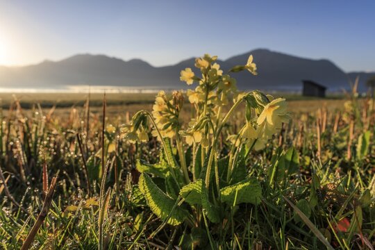 Common cowslip (Primula veris), wildflowers, sunrise, morning mood, backlight, dewdrops, morning dew, mountains, mountain landscape, sunny, Loisach-Lake Kochel moor, behind Jochberg (right), Alpine foothills, Bavarian Alps, Bavaria, Germany
