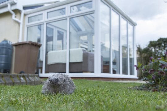 European hedgehog (Erinaceus europaeus) adult animal on a garden grass lawn with a house in the background in springtime, Suffolk, England, United Kingdom