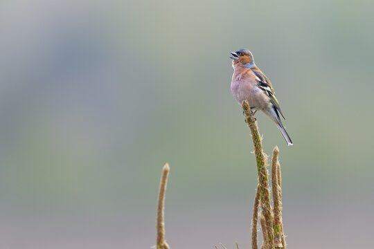 Chaffinch (Fringilla coelebs) male in breeding plumage on a singing platform, breeding plumage, territory, territorial song, Germany