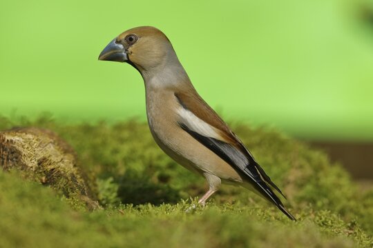 Hawfinch (Coccothraustes coccothraustes), female sitting on moss, North Rhine-Westphalia, Germany