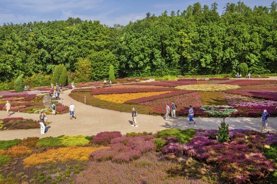 Heather garden with many varieties of heather from all over the world, Schneverdingen, L&uuml;neburg Heath, Lower Saxony, Germany