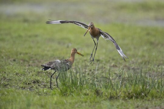 Black-tailed godwits (Limosa limosa), territorial fight, Lower Saxony, Germany