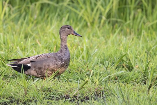 Gadwall (Mareca strepera) in a wet meadow, Ochsenmoor, Lake D&uuml;mmer, H&uuml;de, Lower Saxony, Germany