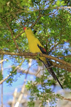 Regent Parrot (Polytelis anthopeplus), adult male, perched on a tree, feeding, South Australia, Australia