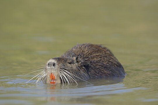 Nutria (Myocastor coypus) swimming in the water, neozoa, Camargue, France