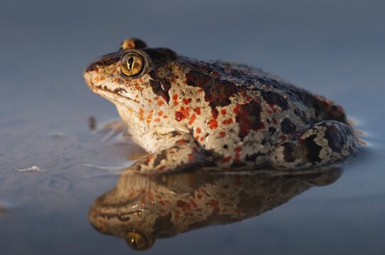 Common spadefoot, garlic toad, pelobates fuscus, amphibians, amphibians, amphibians, amphibians, toads