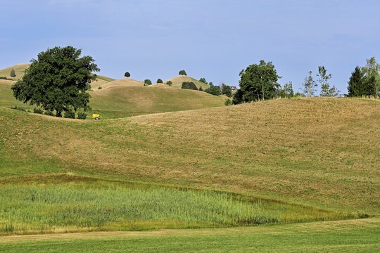 Linden trees (Tilia) growing in parched, dried-up meadows in the drumlin landscape, the hot summer of 2026, Hirzel, Canton of Zurich, Switzerland