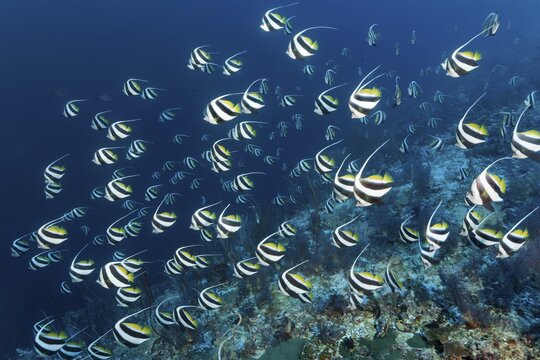 False moorish idol (Heniochus diphreutes) swims over coral reef, Pacific Ocean, Sulu Sea, Tubbataha Reef National Marine Park, Palawan Province, Philippines