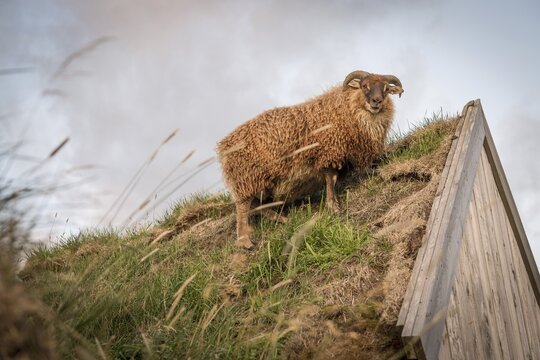Sheep standing on horse stable in original peat building, L&yacute;tingssta&eth;ir, North Iceland, Iceland