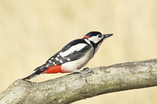 Great spotted woodpecker (Dendrocopos major), male, sitting on a branch, wildlife, animals, birds, woodpeckers, Wilnsdorf, North Rhine-Westphalia, Germany