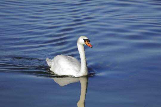 Mute swan (Cygnus olor) swimming in the water, Chiemsee, Bavaria, Germany