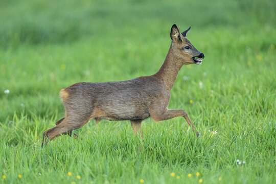 Roe deer (Capreolus capreolus) in Lauf, Vechta, Lower Saxony, Germany