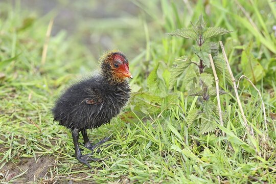 Eurasian Coot, Coot Rail, (Fulica atra), chick in the shore vegetation, D&uuml;mmer, Lake D&uuml;mmer, Ochsenmoor, H&uuml;de, Lower Saxony, Germany