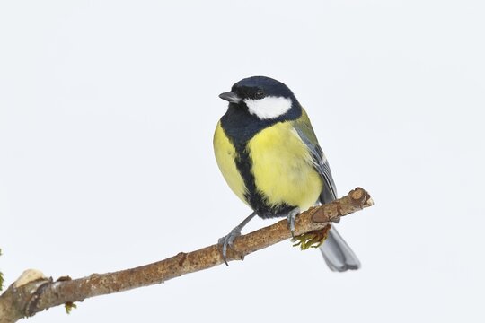 Great Tit (Parus major), male sitting on a branch overgrown with moss and lichen, Wildlife, Animals, Birds, Tits, Wilnsdorf, North Rhine-Westphalia, Germany