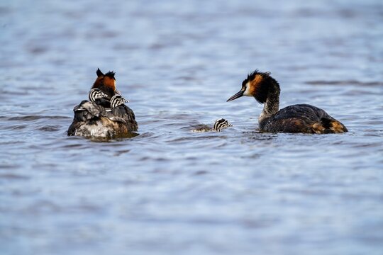 Great Crested Grebe (Podiceps scalloped ribbonfish), with chicks on its back, Vulkaneifel, Rhineland-Palatinate, Germany