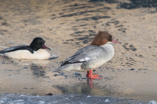 Goosander, goose s&auml;ger, mergus merganser, anatidae, birds, duckbirds, female, male, s&auml;ger, birds, waterbirds, waterbirds, female