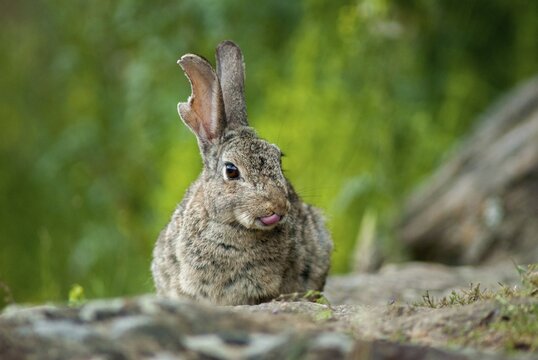 European rabbit, hare-like, rabbit, oryctolagus cuniculus, wild rabbit, Extremadura, mammals, rabbit, Spain, mammals