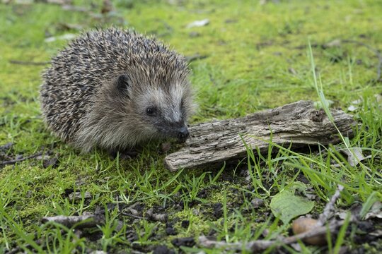 Hedgehog (Erinaceidae) on the forest floor, Cloppenburg, Lower Saxony, Germany