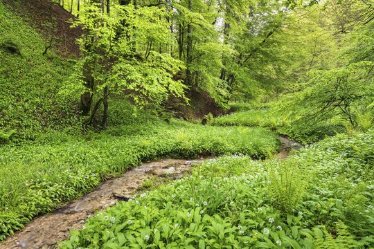 Ramsons (Allium ursinum) in the forest, stream, Gro&szlig;gmain, Salzburg, Austria