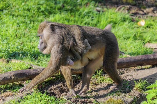 An adult female mandrill (Mandrillus leucophaeus) walks between rocks and tree trunks across the green forest floor carrying her baby