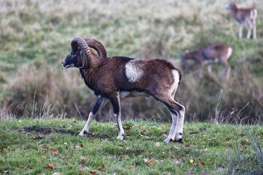 European mouflon (Ovis gmelini musimon), male, ram, Schleswig-Holstein, Germany