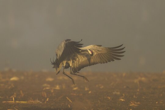 A crane in the air with wings spread over foggy ground, crane (Grus grus) wildlife, Western Pomerania Lagoon Area National Park, Zingst, Mecklenburg-Western Pomerania, Germany