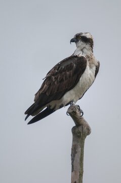 Accipitriformes, osprey, pandion haliaetus, eagles, eagles, fish hawks, birds of prey, high size, portrait format, raptors, river hawks, sea hawks, birds