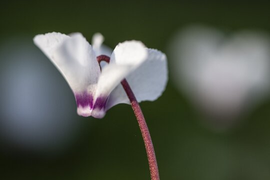 Early spring cyclamen (Cyclamen coum), Emsland, Lower Saxony, Germany