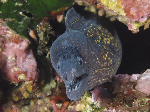 A curious moray eel with yellow spots looking out of a crevice, Mediterranean moray eel (Muraena helena), dive site Giens Peninsula, Mediterranean Sea, Porquerolles, Provence, C&ocirc;te d'Azur, France