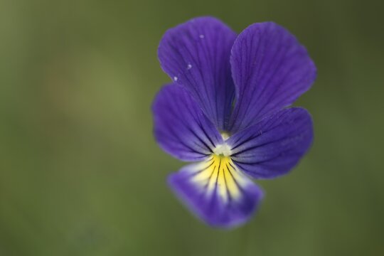 Mountain Pansy (Viola lutea), Vosges, Alsace-Lorraine, France