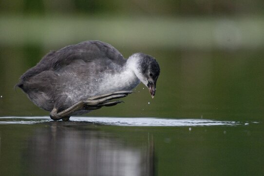 Eurasian Coot coot, fulica atra, birds, coot rail, gruiformes, adolescent, juvenile, crane birds, rails, railbirds, hooded birds, rallidae, birds, waterbirds, waterbirds