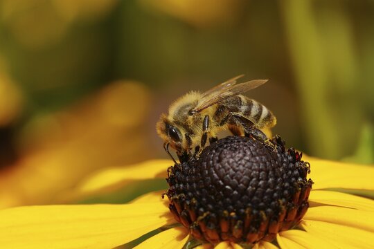 Honey bee (Apis mellifera) collecting nectar on yellow coneflower (Echinacea paradoxa), North Rhine-Westphalia, Germany