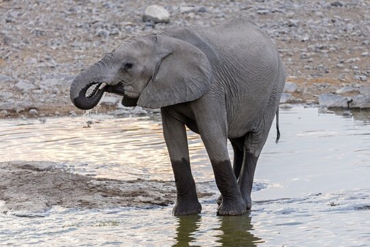 African elephant (Loxodonta africana), Moringa waterhole, Camp Halali, Etosha National Park, Namibia