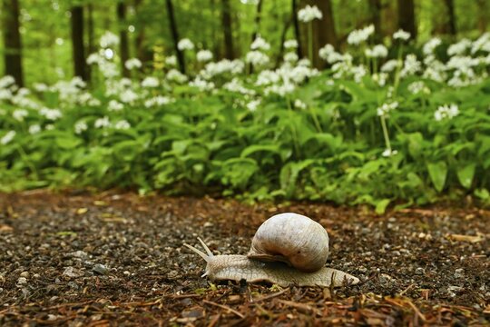 Burgundy snail ( Helix pomatia) crawls along a forest path with flowering flowers in the background Ramsons ( Allium ursinum) , Sihlwald Wilderness Park, Canton of Zurich, Switzerland
